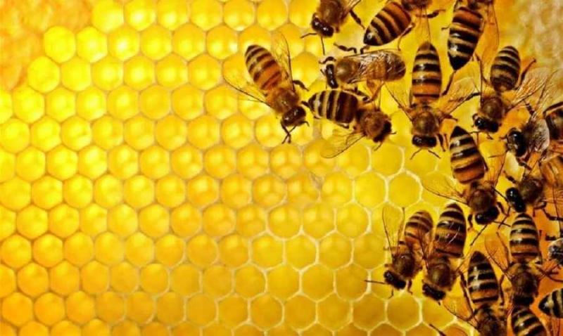 خسائر في قطاع تربية النحل والنحّالون إلى الشارع