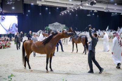 بطولة العرب لمربي الخيل.. الخيول العمانية تحصد الذهب