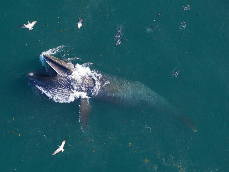 أصبح بإمكاننا التحدث الى الحوت… علماء أجروا أول تواصل