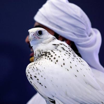 صقر يهاجم عاملة منزلية في منطقة صحراوية (فيديو)