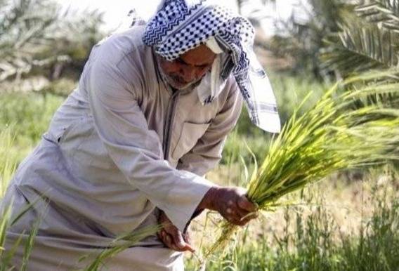 العراق... خطة حكومية للتوسع في زراعة الشلب