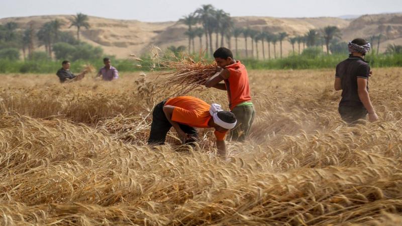 المغرب يقدم دعما لمستوردي القمح لتخزينه