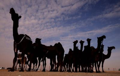 مهرجان الظفرة.. 608 مطايا في شوطي 
