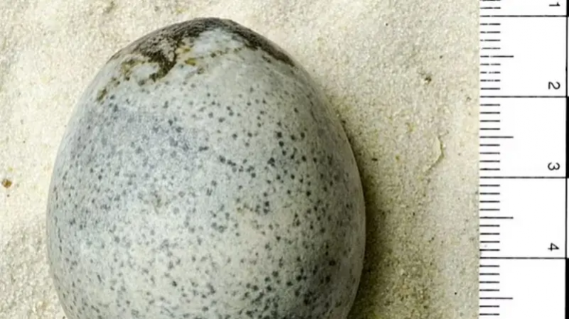 عمرها 1700 عام... بيضة سليمة ونادرة
