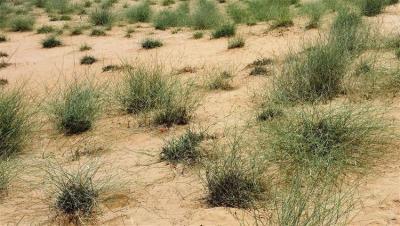 معرض للنباتات البرية في المدينة المنورة