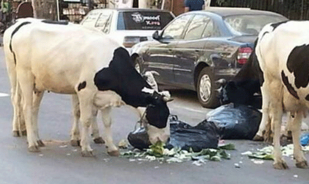 في طرابلس.. حليب ملوث بالبلاستيك بسبب الأبقار الشاردة (فيديو)
