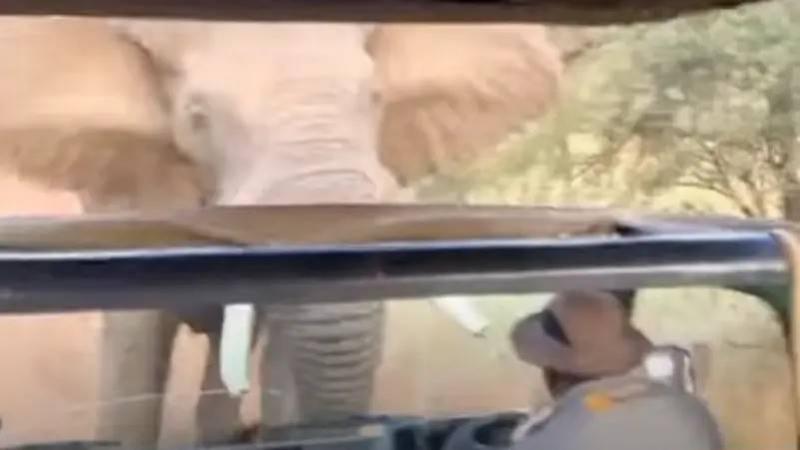 فيل غاضب يرفع حافلة سياح عاليا بالهواء.. والسائق يرجوه لتركهم (فيديو)