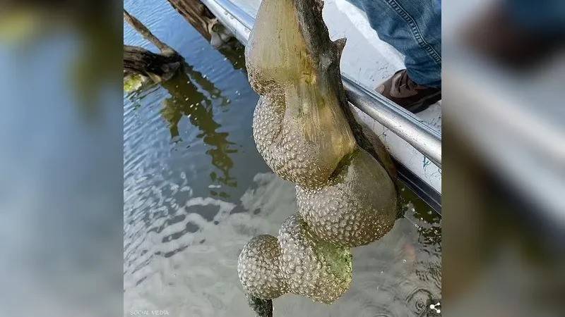 ظهرت في البحيرة.. 