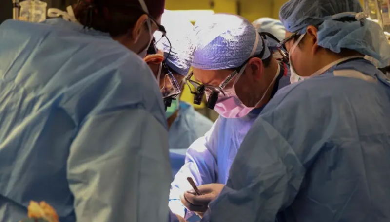 جراحون أميركيون يزرعون كلية خنزير معدل وراثياً لمريض حي