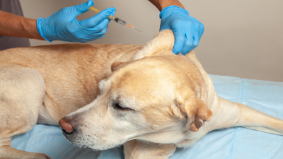 لقاح مضاد لسرطان الكلاب يحقق نتائج مبهرة
