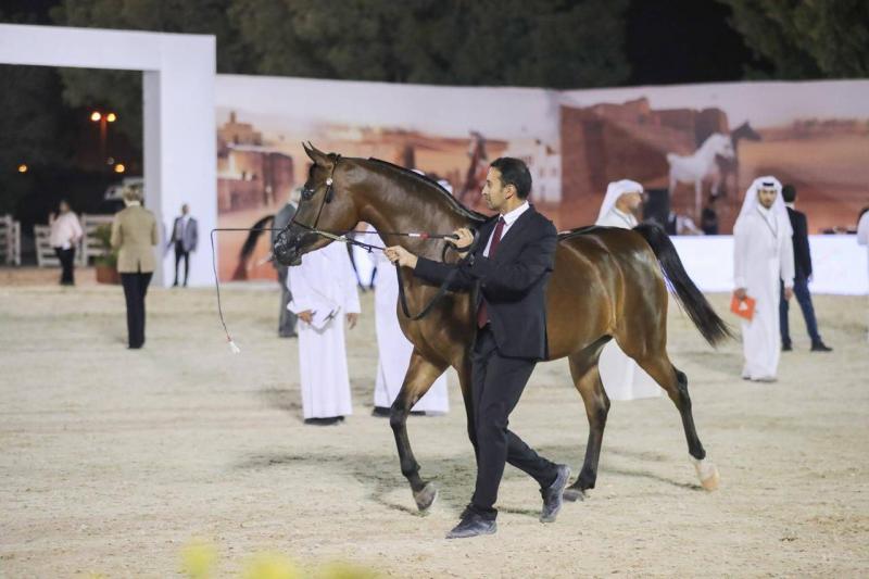 إنطلاق الجولة الثالثة لكأس الإمارات العالمي لجمال الخيل العربية
