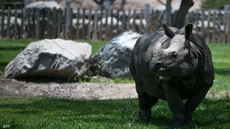 عرضة للانقراض.. رصد عيّنة نادرة من حيوانات وحيد القرن الجاوي
