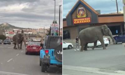 شاهد .. فيل ضخم يهرب من السيرك ويتجول بشوارع بلدة أميركية
