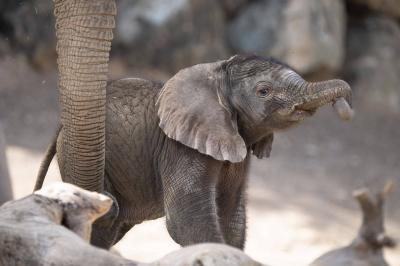 بالصور- ثاني مولود لفيل السافانا الإفريقي في الإمارات