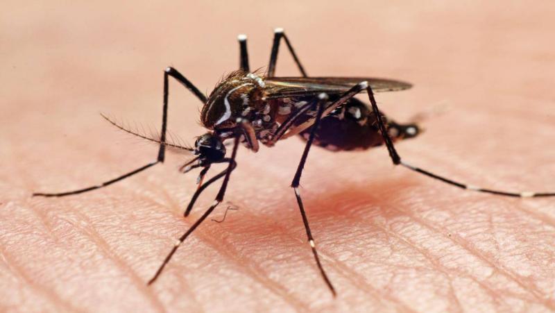 حمى الضنك تتفشّى بالخرطوم... الاشتباه بما يقارب الألف حالة