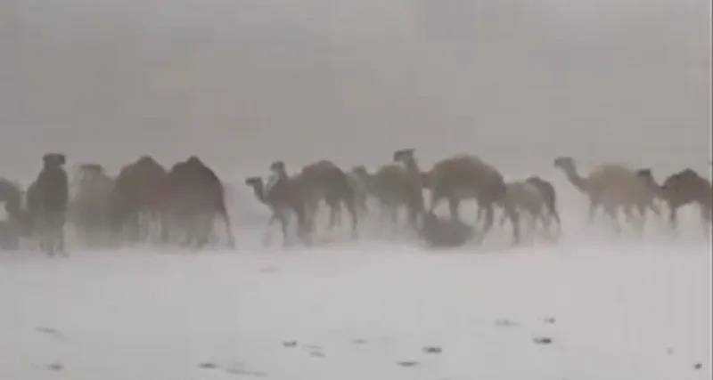 في مشهد نادر.. الإبل تسير وسط الثلوج في السعودية
