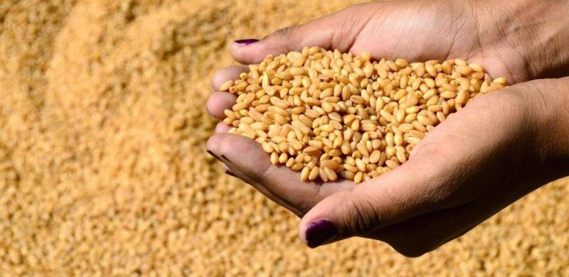 تراجع قوي لصادرات أوكرانيا من القمح والذرة