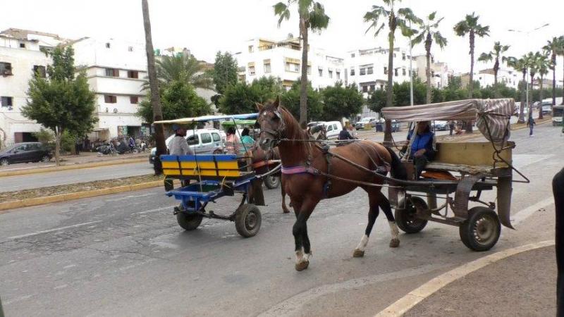 المحمدية المغربية .. أين السلطات من فوضى العربات المجرورة؟