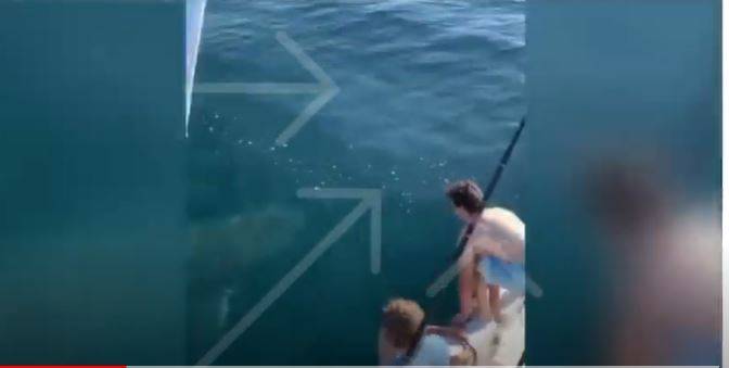بالفيديو: شابان يقفزان فوق سمكة قرش.. هذا ما حلّ بهما