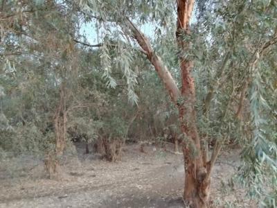 "الغابة الصامتة".. ما سر بقاء أكبر مساحة خضراء شرق العراق؟