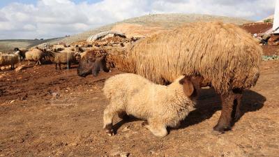 ليبيا.. 1650 إصابة أثناء ذبح الأضاحي