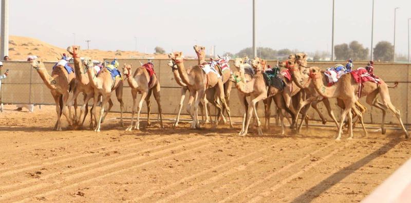 24 شوطاً بسباقات الهجن .. سن الفطامين في ميدان الذيد