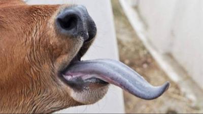 في بلجيكا.. اكتشاف حالات إصابة بفيروس 
