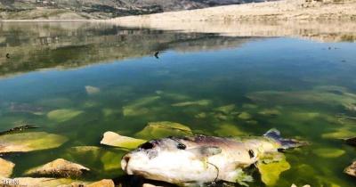 بالفيديو.. أسماك نافقة تجتاح اليونان!